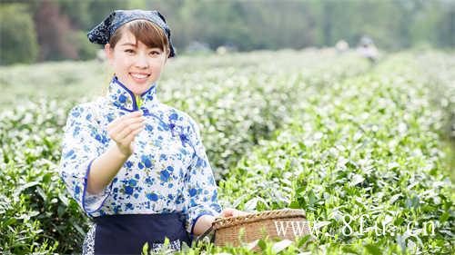 白茶有哪些种类
