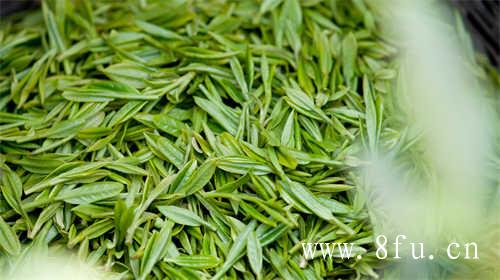 柘荣高山白茶掀开华丽的面纱