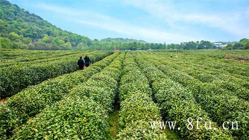 开化龙顶茶的主要特征