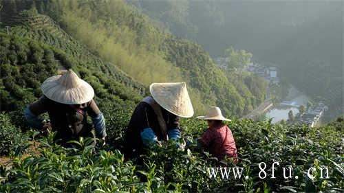 开化龙顶茶的主要特征