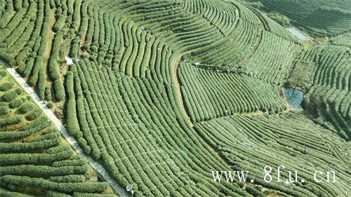 中国四大名茶你喝过几种