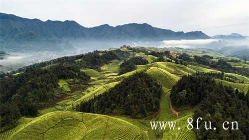 白瓷茶具适合泡乌龙茶吗