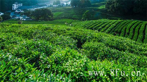 你知道哪些泡茶的方式