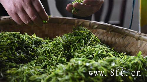 福鼎白茶详细介绍福鼎白茶品鉴