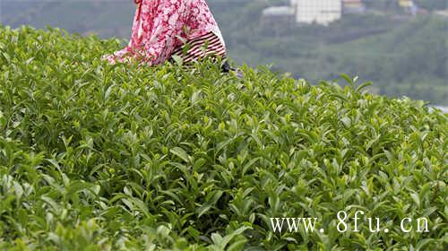 怡臻原研学栏目茶区研学