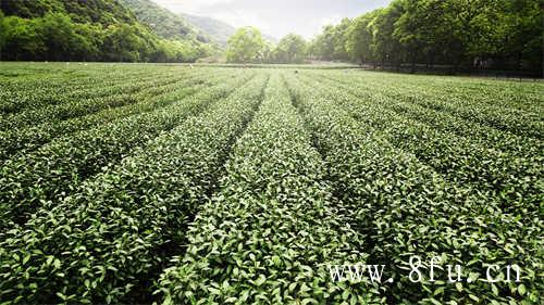 云开茶福鼎白茶开茶节