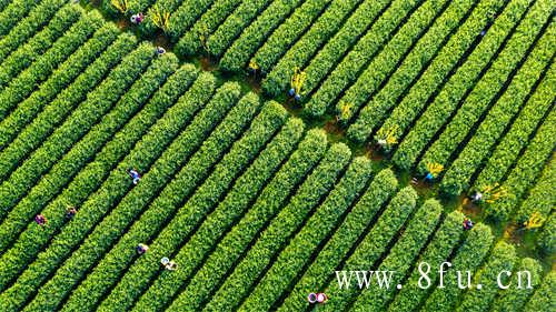 福鼎白茶里有散茶吗