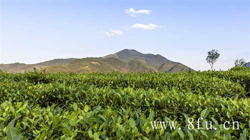 福鼎大白茶大豪茶