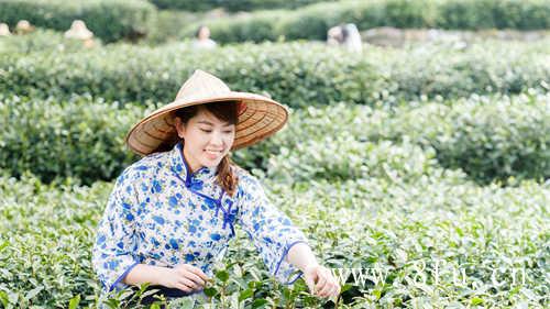 白牡丹茶的功效作用以及冲泡方法