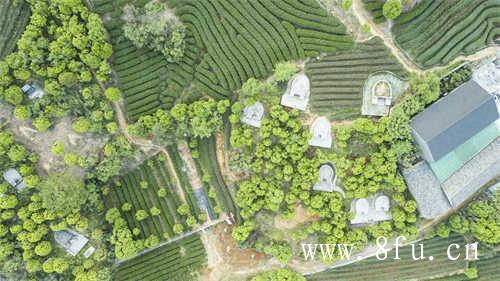 福鼎吴洋山白茶茶香袅袅