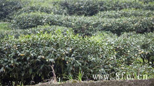 以貌取茶建阳白茶