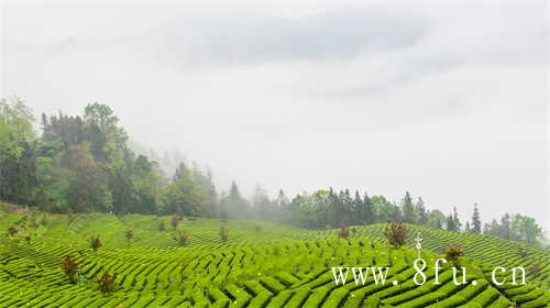 福鼎白茶的功效与作用有哪些