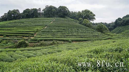 陈茶饼和新茶饼哪个好