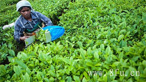 白琳茶叶初制厂茶厂顺应形势发展