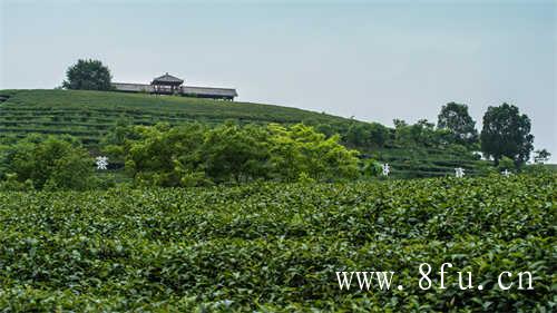 66元的老白茶怎么喝