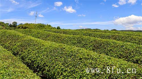 陈年白牡丹茶的功效与作用