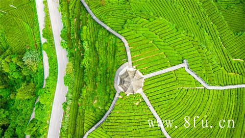 福建白茶的历史历史历史