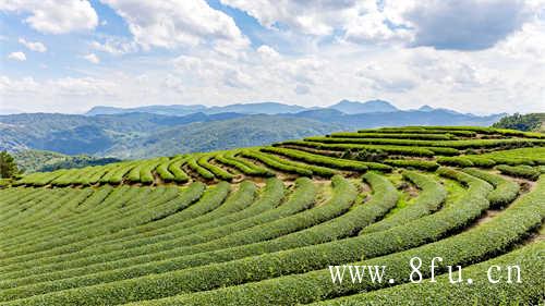 中国红茶的生产与销售