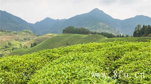 陈年白牡丹茶的功效与作用