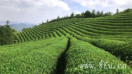 福鼎大白茶白牡丹茶保质期