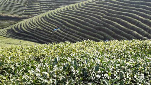 高山老寿眉怎么泡茶