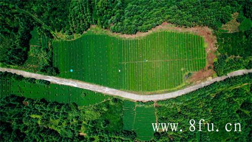 2016年的高山寿眉茶花香浓郁