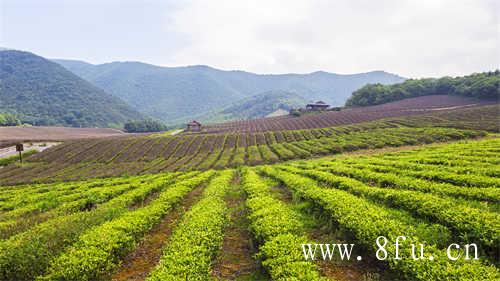 茶价平均涨30%福鼎迎来采茶季