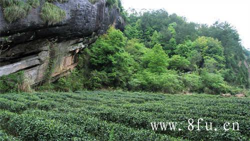 白毫泡茶怎么泡才好喝