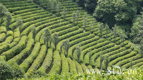 福鼎白茶亮相厦门茶博会