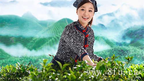 为什么老白茶的价格越来越贵