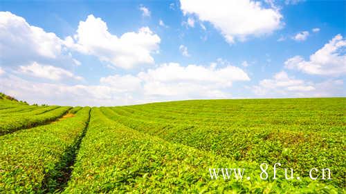 乌龙茶种类这么多你喝过几种