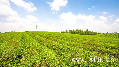 白茶产量最多的种类你知道吗
