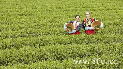 福鼎白茶亮相厦门茶博会