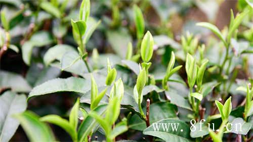 2009年散茶白牡丹老白茶炖雪梨