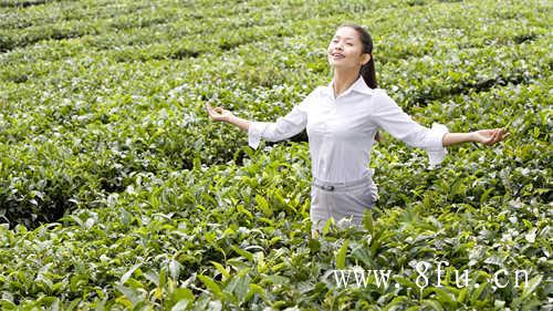 白茶存放多久最好喝呢