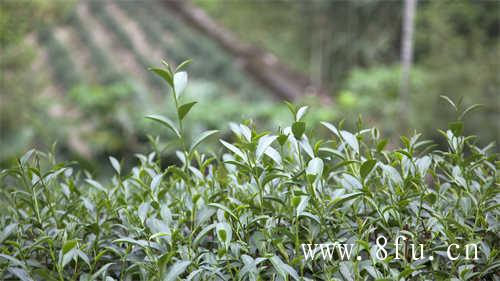福鼎白茶价格
