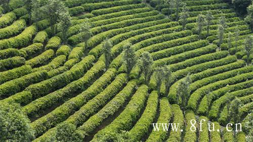 福鼎白茶茶饼存放方法