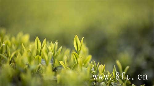 中度发酵乌龙茶重度发酵乌龙茶