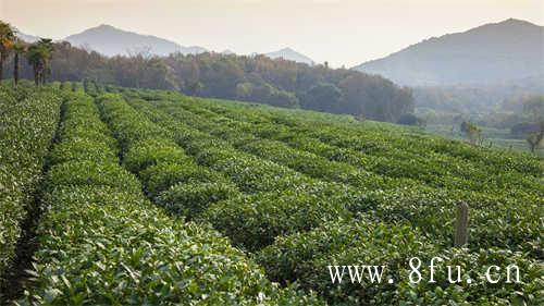 福鼎天字号茶仓白茶饼黄茶