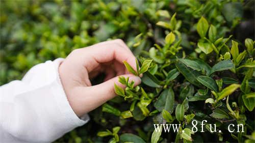 白牡丹茶白牡丹一品茶价格