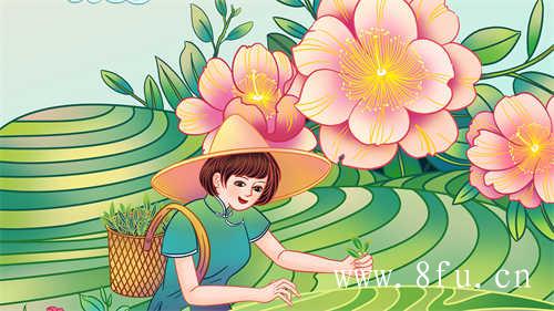 福鼎白毫银针白毫银针