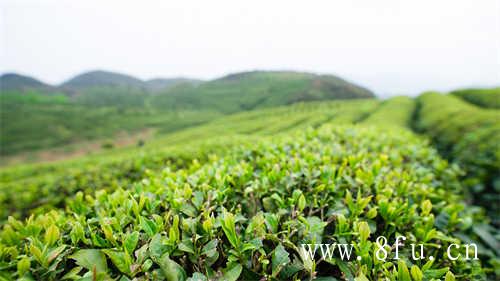 荒野白茶的生长环境有多恶劣