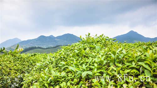 荒野白茶的人工管理是一条不归路