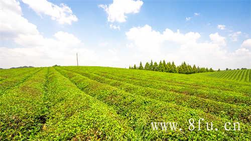 福鼎白茶的毫香蜜韵之密码