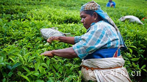 福鼎白茶散茶标准