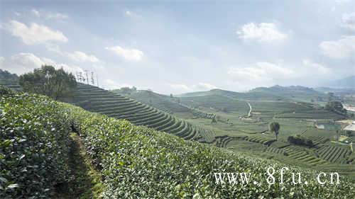 白茶到底什么样的茶