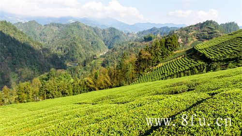 徐家野生白茶高山基地