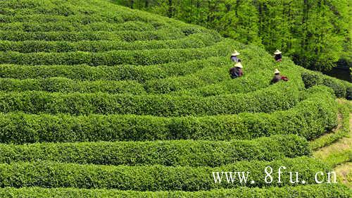 寿眉是白茶中低端茶吗