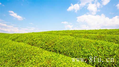 武夷岩茶的岩韵的由来