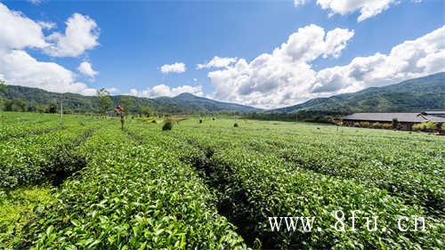 福鼎市妇联组织茶廉研学基地